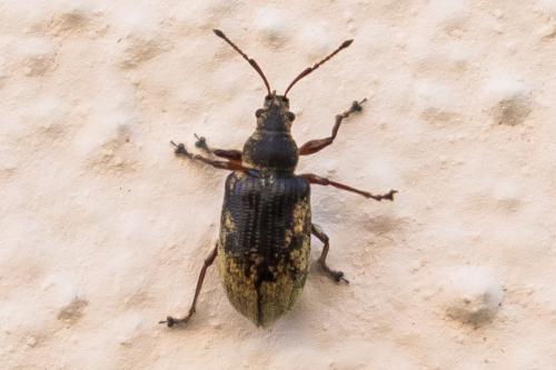 Phyllobius pyri