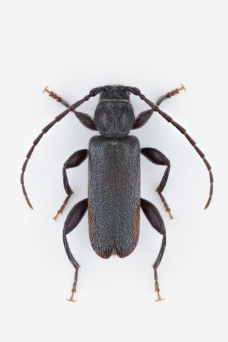 Réf. 357 107 : Poecilium pusillum