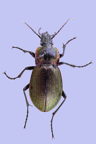 Carabus nemoralis