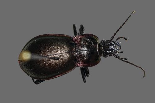 Réf. 357 792 : Carabus nemoralis