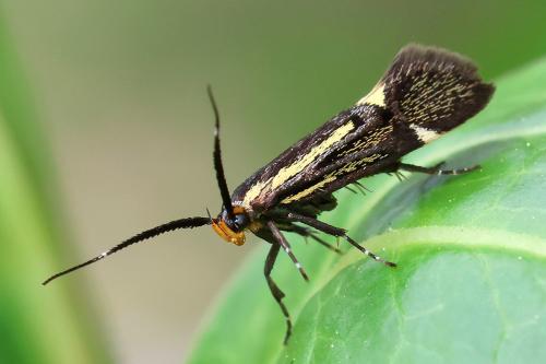 Réf. 357 204 : Esperia sulphurella