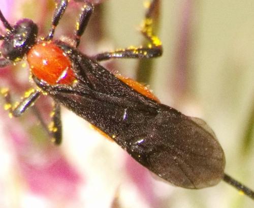 Braconinae