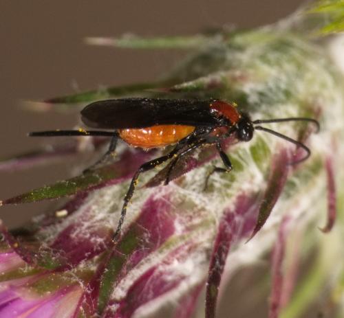 Braconinae