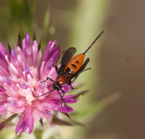 Braconinae