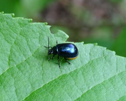 Agelastica alni