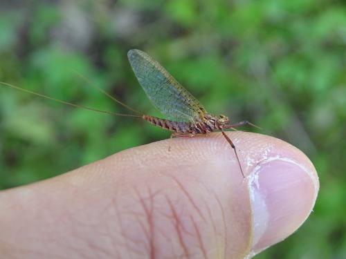Ecdyonurus ruffii