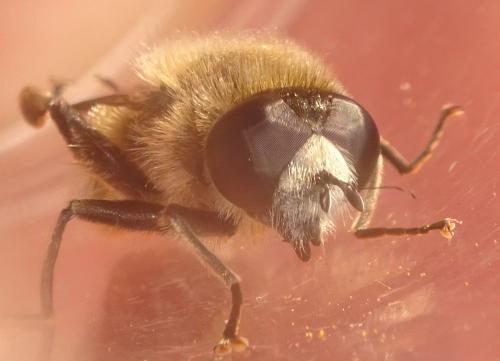 Platynochaetus setosus
