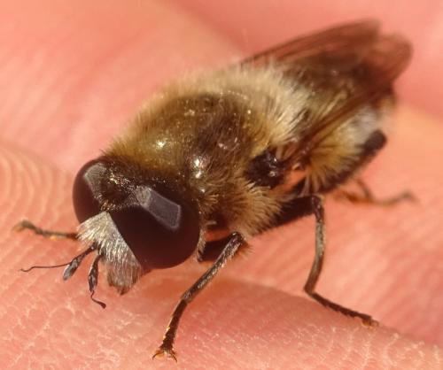 Platynochaetus setosus