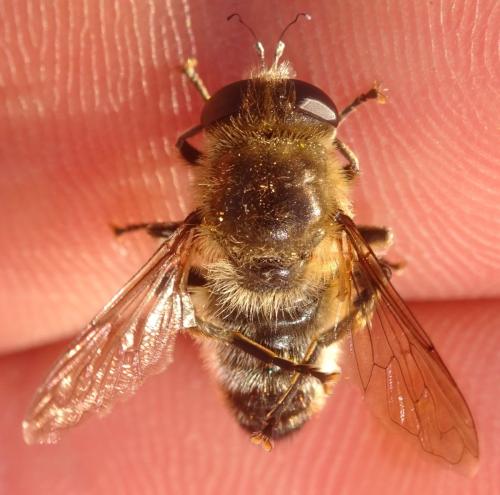 Réf. 357 004 : Platynochaetus setosus