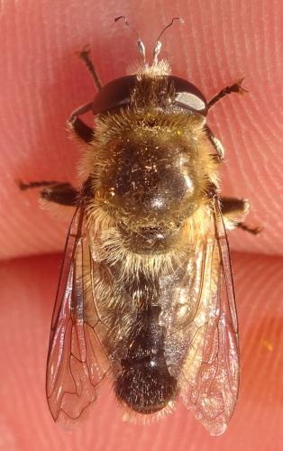 Platynochaetus setosus