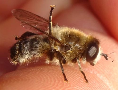 Platynochaetus setosus
