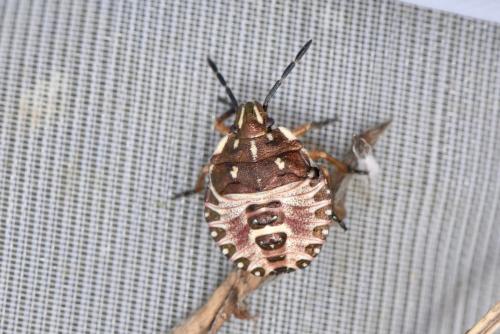 Réf. 357 231 : Carpocoris sp.