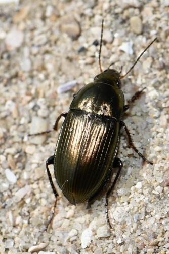 Amara sp.
