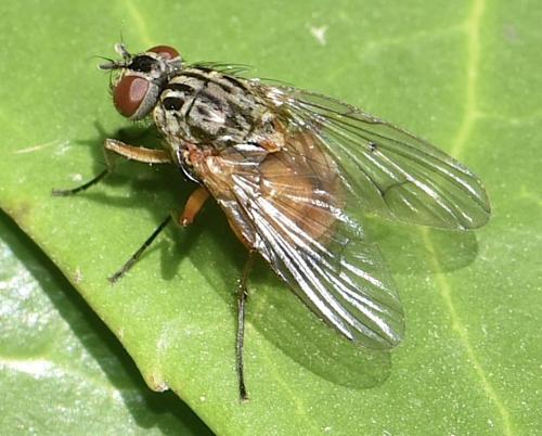 Réf. 357 022 : Phaonia subventa