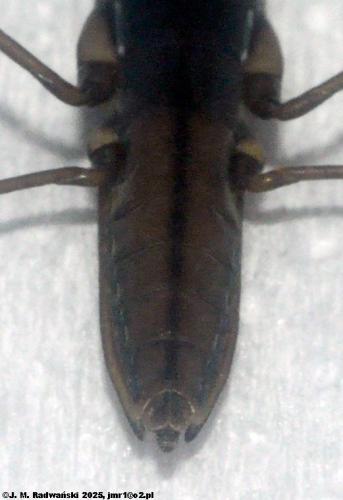 Réf. 357 068 : Gerris gibbifer