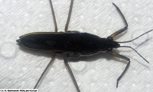 Gerris gibbifer