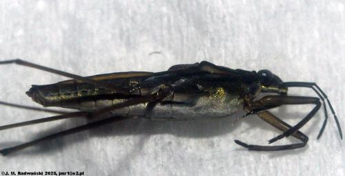 Gerris gibbifer