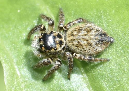 Réf. 357 253 : Carrhotus xanthogramma