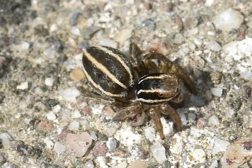 Réf. 357 236 : Phlegra bresnieri