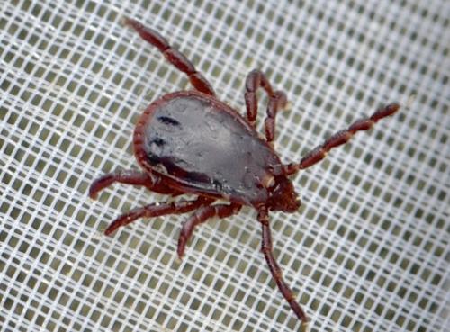 Réf. 357 016 : Rhipicephalus sp.
