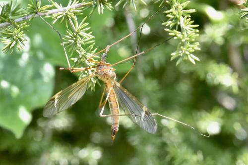 Tipula bezzii