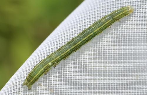 Xylena exsoleta
