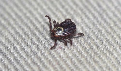 Réf. 357 070 : Dermacentor sp.