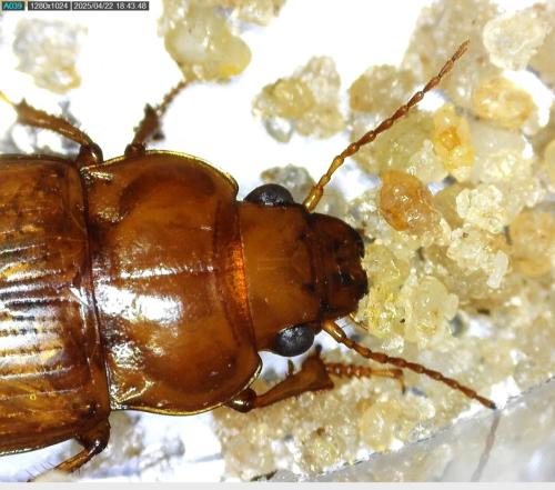 Amara fulva