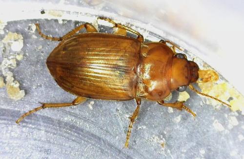 Amara fulva