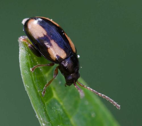 Phyllotreta ochripes