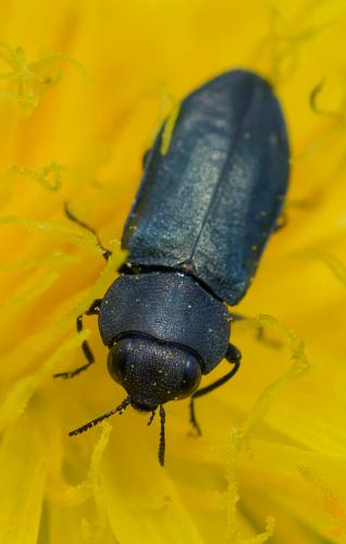 Anthaxia bedeli