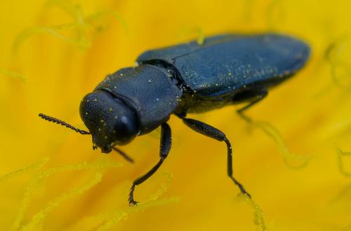 Réf. 357 130 : Anthaxia bedeli