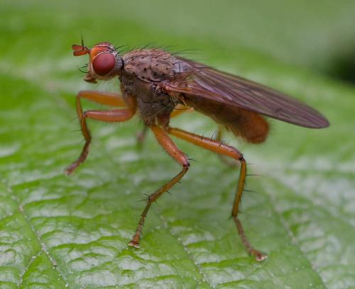 Scathophaga inquinata