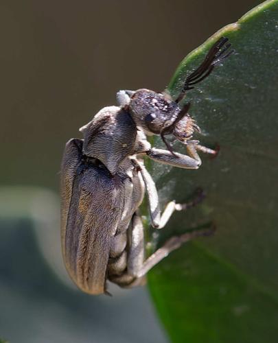 Ptilophorus dufourii