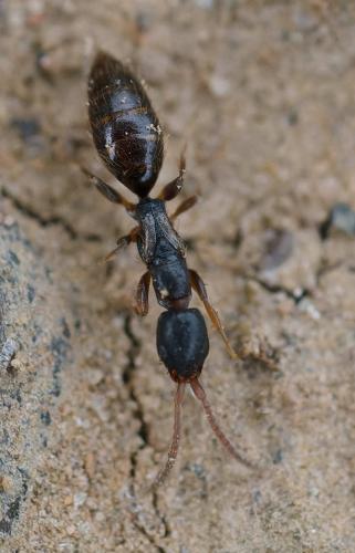 Holepyris erythroderes