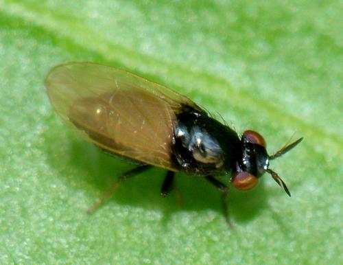 Lauxania minor