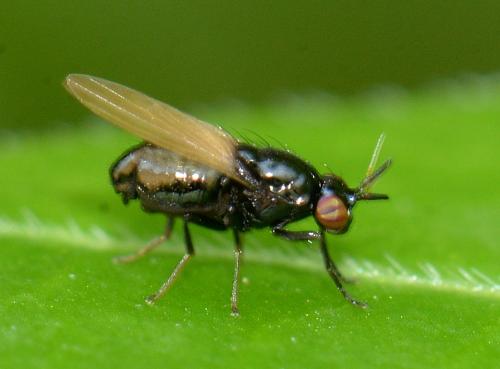 Lauxania minor