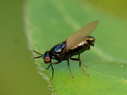 Lauxania minor