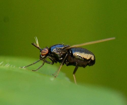 Lauxania minor