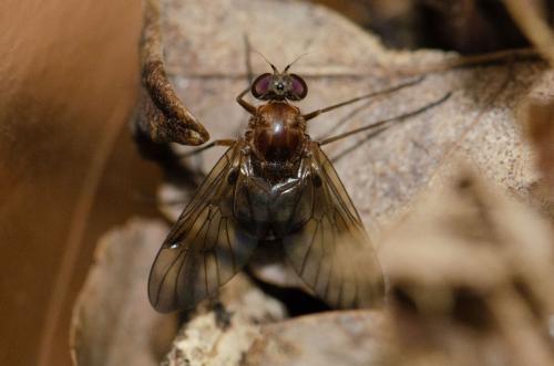 Chrysopilus sp.