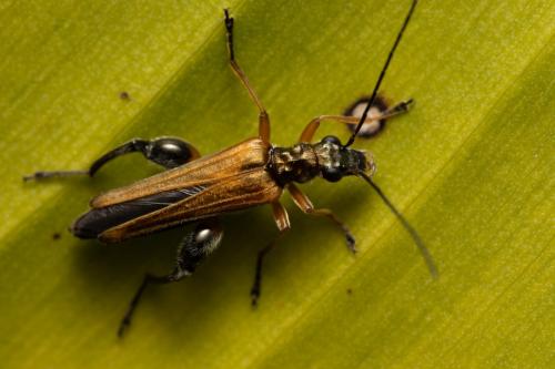 Réf. 357 069 : Oedemera podagrariae
