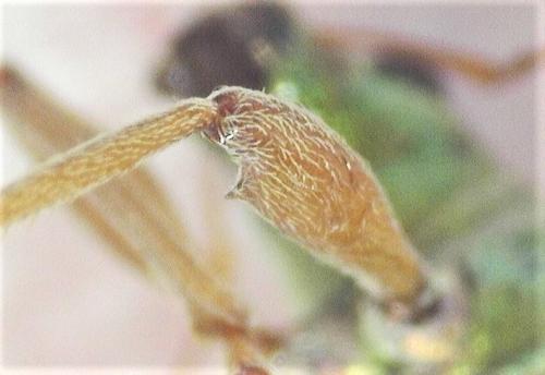 Polydrusus armipes