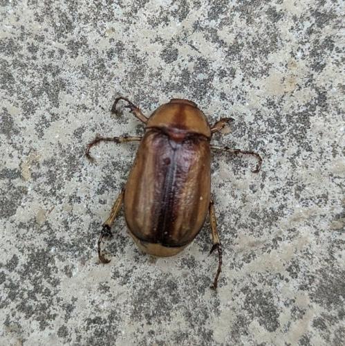 Réf. 357 758 : Rhizotrogus sp.