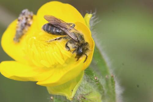 Andrena ranunculi