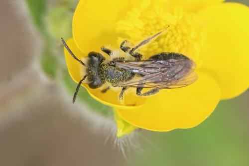 Andrena ranunculi