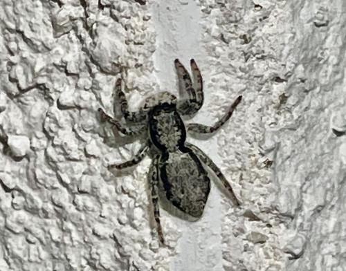 Menemerus taeniatus