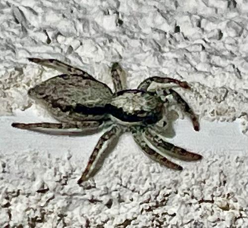 Menemerus taeniatus