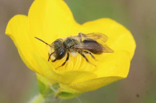 Andrena ranunculi
