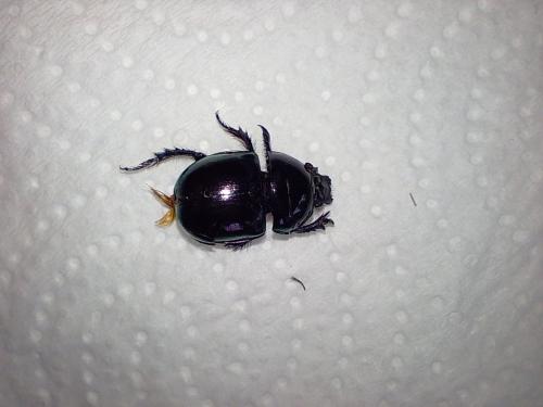 Réf. 357 109 : Trypocopris pyrenaeus