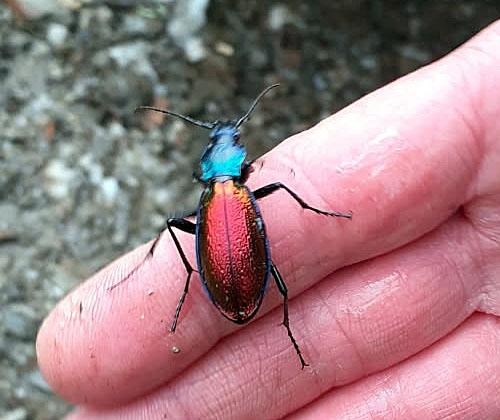 Carabus hispanus